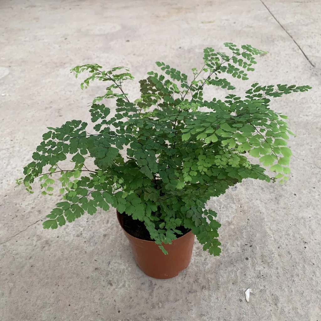 Đây là mẫu cây Tóc thần vệ nữ đem lại cảm giác thư thái và an bình. Bạn hãy mua nó về và trồng vào mẫu chậu đẹp dưới đây cho sang trọng Đây là mẫu cây Tóc thần vệ nữ đem lại cảm giác thư thái và an bình. Bạn hãy mua nó về và trồng vào mẫu chậu đẹp dưới đây cho sang trọng