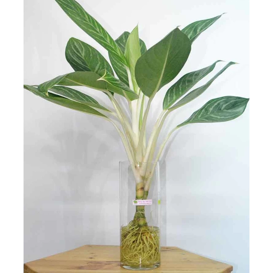 cây bạch mã hoàng tử tượng trưng cho sự vươn lên, tiến tới, mang lại sự thuận lợi trong cả công việc và cuộc sống của gia chủ cây bạch mã hoàng tử tượng trưng cho sự vươn lên, tiến tới, mang lại sự thuận lợi trong cả công việc và cuộc sống của gia chủ