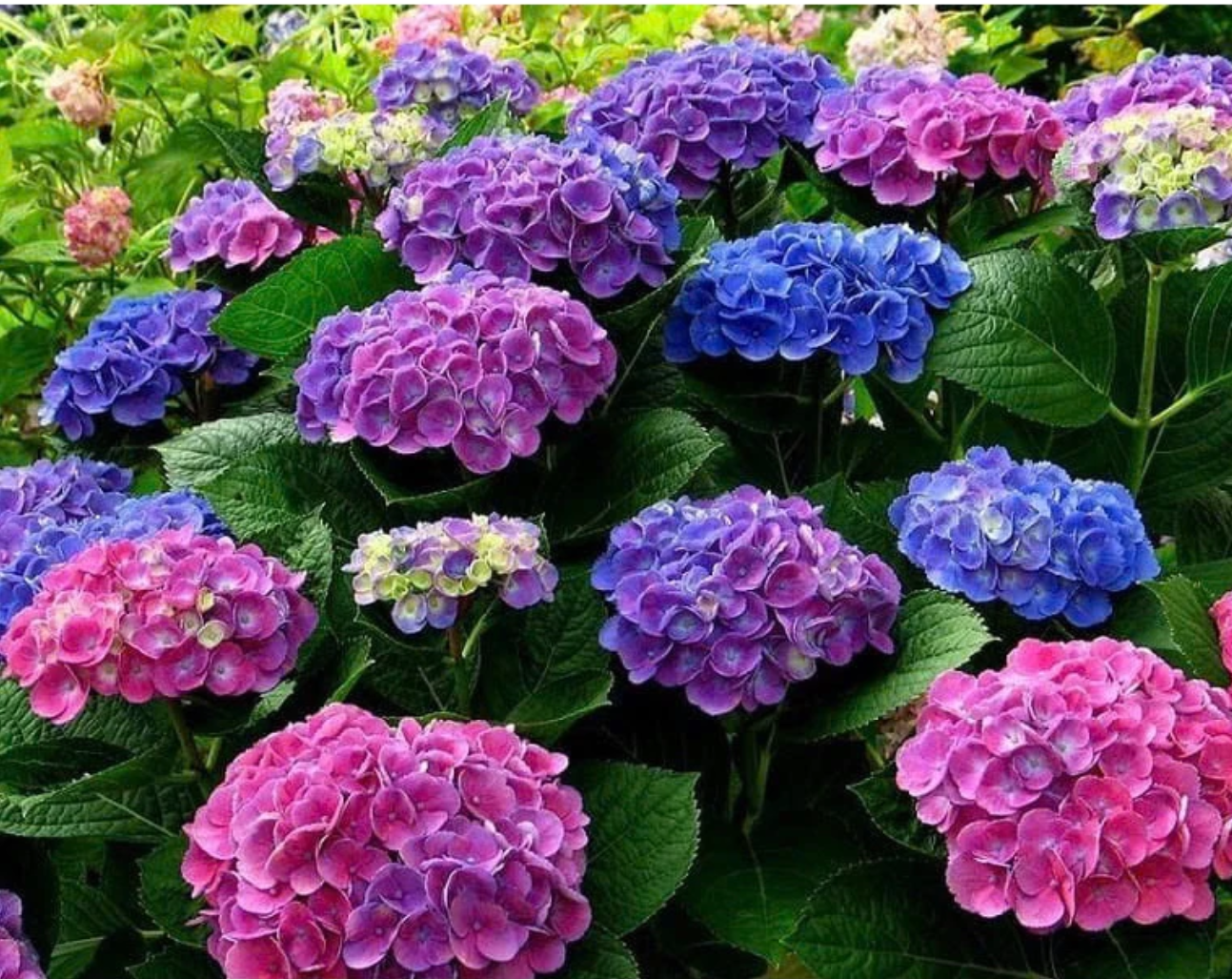 Cây cẩm tú cầu có sức sống tốt, cho hoa đẹp và bền Cây cẩm tú cầu có sức sống tốt, cho hoa đẹp và bền