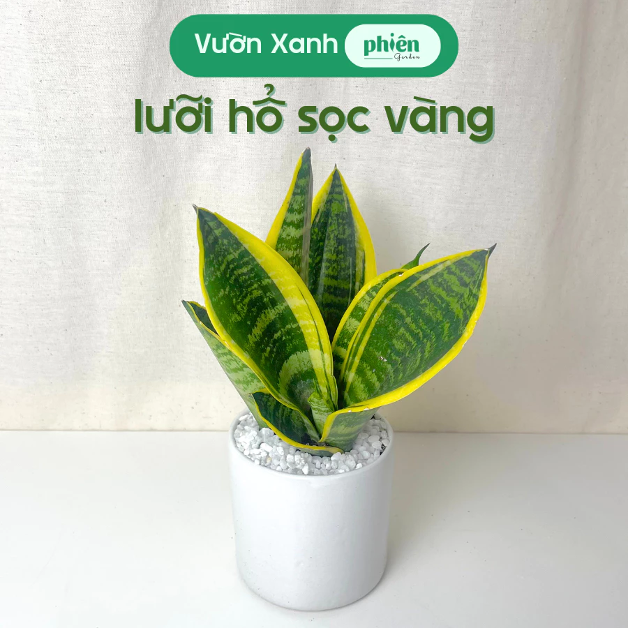 Chậu cảnh trồng cây lưỡi cọp sọc vàng phong thủy, giúp thu hút tài lộc Chậu cảnh trồng cây lưỡi cọp sọc vàng phong thủy, giúp thu hút tài lộc
