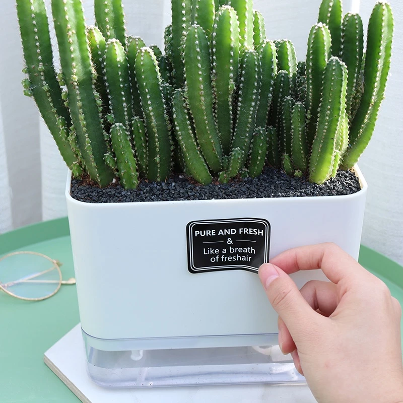 Mẫu chậu cây cảnh nhỏ tự tưới trang trí văn phòng thêm xinh Mẫu chậu cây cảnh nhỏ tự tưới trang trí văn phòng thêm xinh