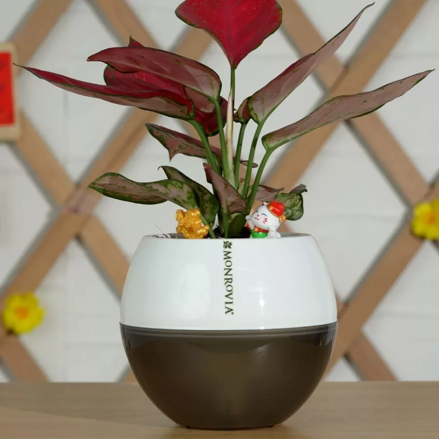 Chậu cảnh đẹp phong thủy giúp công việc thêm thuận lợi, may mắn Chậu cảnh đẹp phong thủy giúp công việc thêm thuận lợi, may mắn