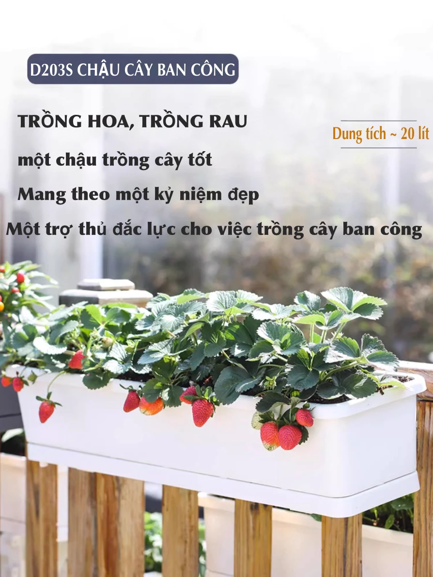 Mua chậu trồng cây cảnh bằng nhựa cao cấp Mua chậu trồng cây cảnh bằng nhựa cao cấp