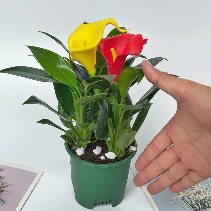 Mua chậu trồng cây cho hè thêm sinh động Mua chậu trồng cây cho hè thêm sinh động