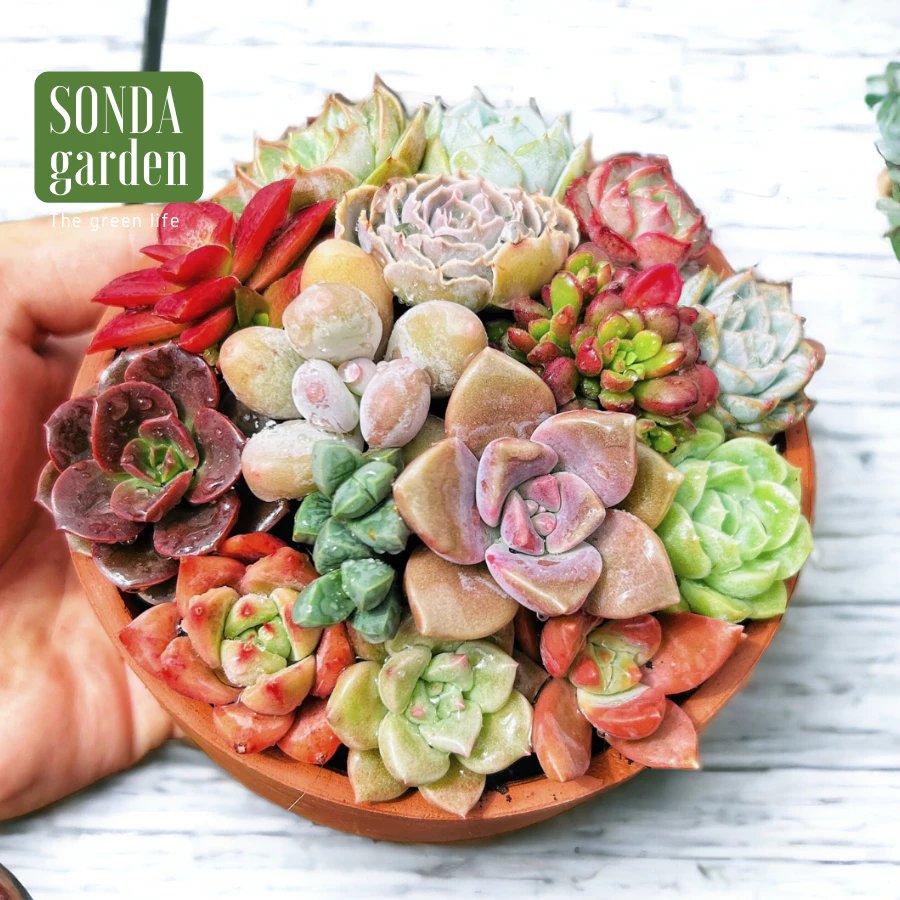 Chỉ từ 10k, bạn đã có thể sở hữu một 'người bạn xanh' đáng yêu! Mua sen đá mini để bàn - trang trí cực 'chill' Chỉ từ 10k, bạn đã có thể sở hữu một 'người bạn xanh' đáng yêu! Mua sen đá mini để bàn - trang trí cực 'chill'