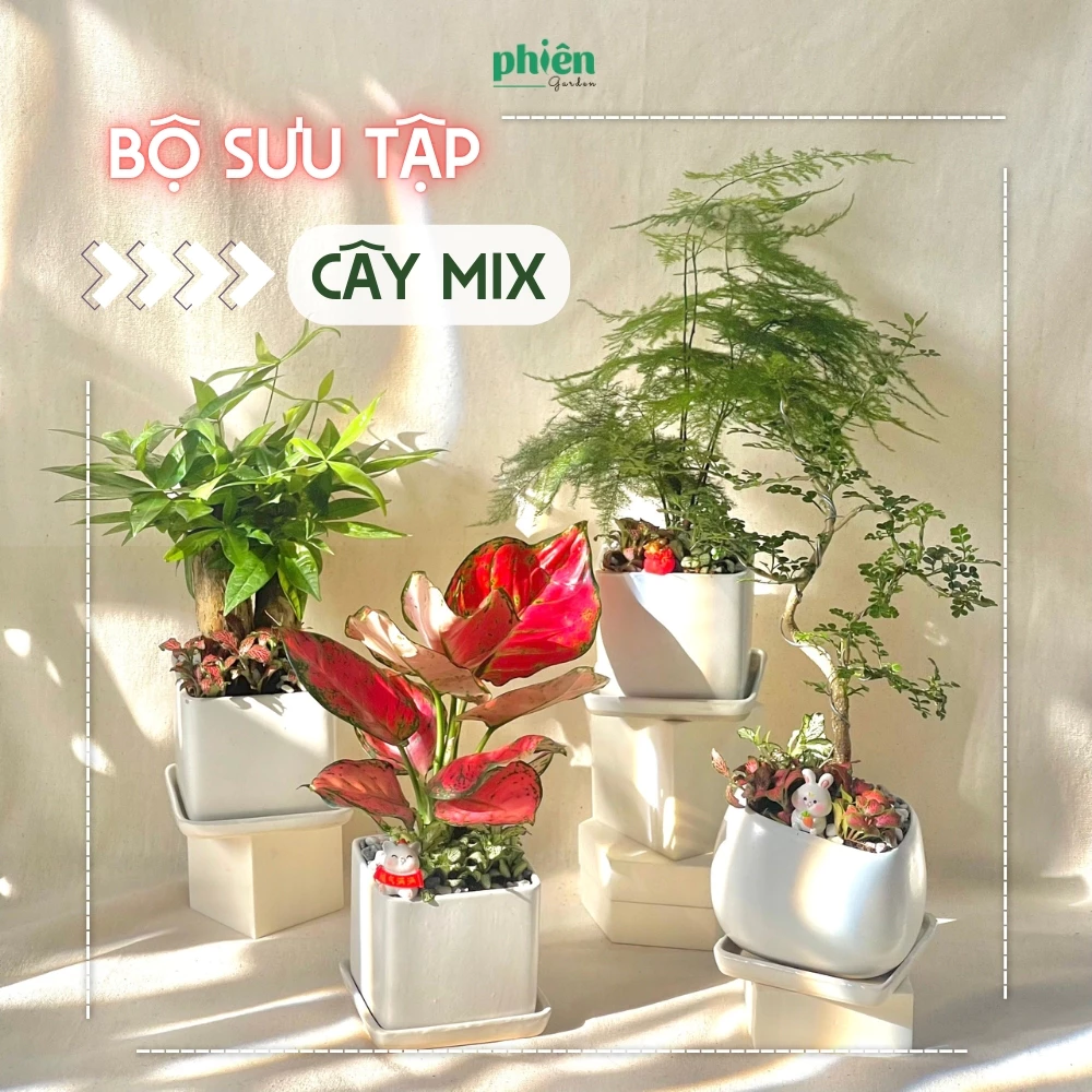 Đây là những mẫu chậu cảnh đẹp được phối các loại cây phong thủy trong cùng một chậu thu hút sự may mắn, tài lộc Đây là những mẫu chậu cảnh đẹp được phối các loại cây phong thủy trong cùng một chậu thu hút sự may mắn, tài lộc