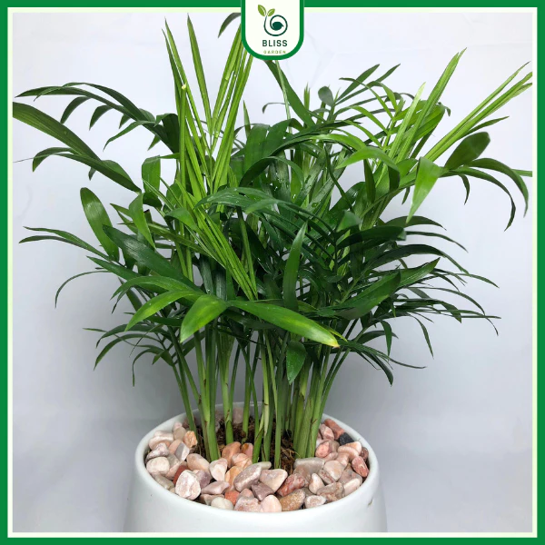 Cây cau tiểu trâm là loài cây cảnh dễ trồng và chăm sóc Cây cau tiểu trâm là loài cây cảnh dễ trồng và chăm sóc