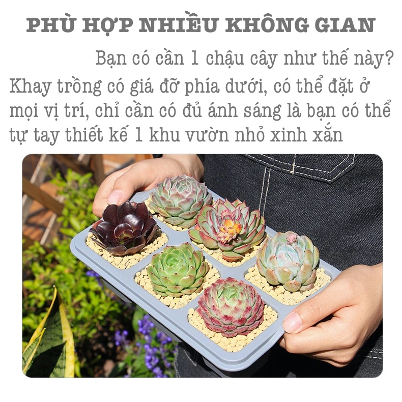 Biến hóa không gian làm việc/học tập thêm xanh mát và 'healing' với những mẫu chậu trồng sen đá nhỏ gọn này! Bạn thích kiểu nào? Biến hóa không gian làm việc/học tập thêm xanh mát và 'healing' với những mẫu chậu trồng sen đá nhỏ gọn này! Bạn thích kiểu nào?