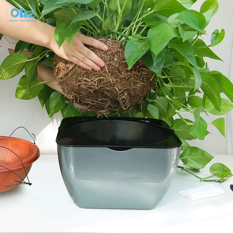 Đặt bầu cây vào chậu cảnh thông minh tự tưới Đặt bầu cây vào chậu cảnh thông minh tự tưới