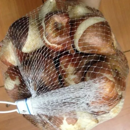 🌱Hạt Giống Hoa Tulip: F1 Nảy Mầm 100% - Thử Thách Cả Người Vụng Về Nhất!