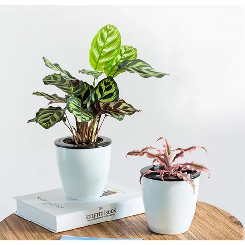 🔥 Chậu Nhựa Trồng Cây Thông Minh | Tiện Lợi, Dễ Dàng Chăm Sóc.