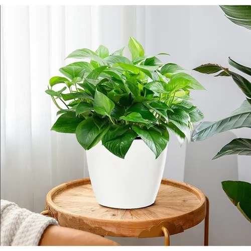 🔥 Chậu Nhựa Trồng Cây Thông Minh | Tiện Lợi, Dễ Dàng Chăm Sóc.