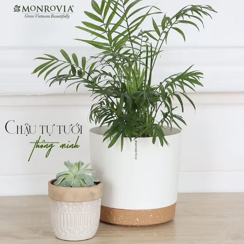 🌞 Chậu Nhựa Trồng Cây Cao Cấp | Nhựa Tốt, Thiết Kế Hiện Đại.