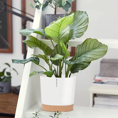 🌞 Chậu Nhựa Trồng Cây Cao Cấp | Nhựa Tốt, Thiết Kế Hiện Đại.