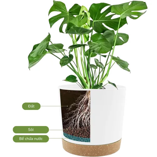 🌞 Chậu Nhựa Trồng Cây Cao Cấp | Nhựa Tốt, Thiết Kế Hiện Đại.