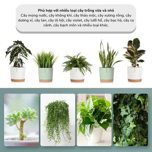 🌞 Chậu Nhựa Trồng Cây Cao Cấp | Nhựa Tốt, Thiết Kế Hiện Đại.