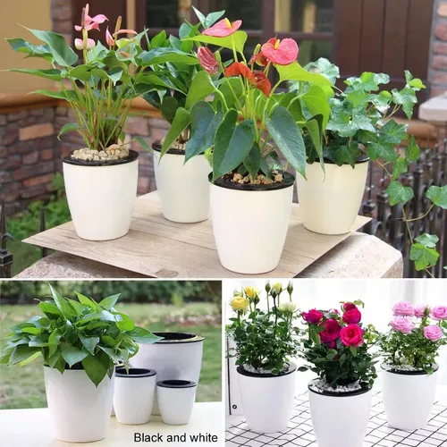 🌱 Chậu Cây Thủy Sinh Để Bàn: Góc Xanh Mát Lành, Tinh Thần Sảng Khoái.