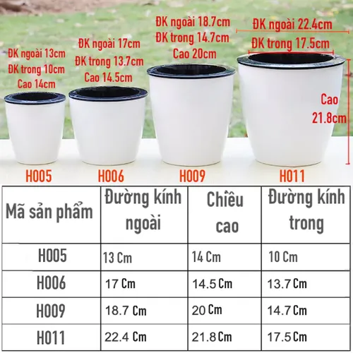 🌱 Chậu Cây Thủy Sinh Để Bàn: Góc Xanh Mát Lành, Tinh Thần Sảng Khoái.