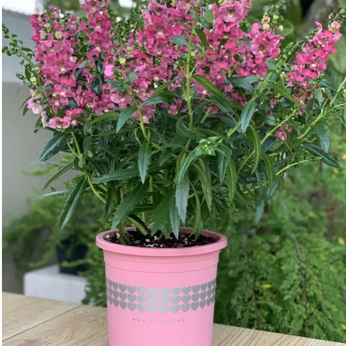 Chậu Cây Nhựa VIETPOT Màu Hồng - Tô điểm cho không gian nhà bạn thêm lãng mạn!