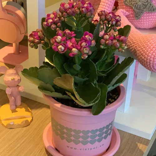 Chậu Cây Nhựa VIETPOT Màu Hồng - Tô điểm cho không gian nhà bạn thêm lãng mạn!