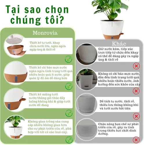 🌶️ Chậu Nhựa Trồng Cây Cảnh Đẹp | Giá Tốt, Nhiều Mẫu Mới Nhất.