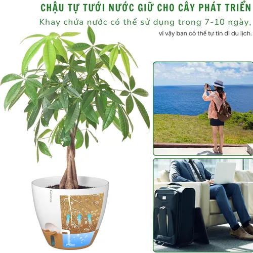 🌶️ Chậu Nhựa Trồng Cây Cảnh Đẹp | Giá Tốt, Nhiều Mẫu Mới Nhất.