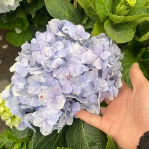 🌸 Cây Cẩm Tú Cầu: Dễ Trồng, Hoa Nở Quanh Năm, Biểu Tượng Tình Yêu.