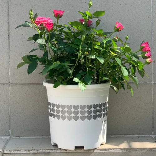 Chậu Nhựa Trắng trồng cây VIETPOT - Tôn vẻ đẹp Sang trọng Cho Không gian nhà bạn!