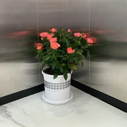 Chậu Nhựa Trắng trồng cây VIETPOT - Tôn vẻ đẹp Sang trọng Cho Không gian nhà bạn!