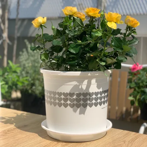 Chậu Nhựa Trắng trồng cây VIETPOT - Tôn vẻ đẹp Sang trọng Cho Không gian nhà bạn!