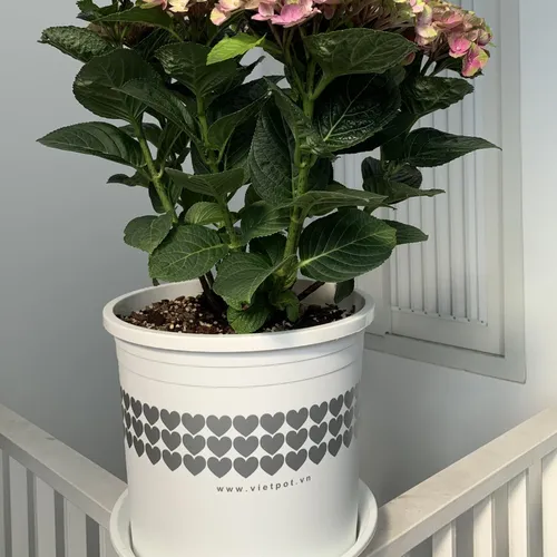 Chậu Nhựa Trắng trồng cây VIETPOT - Tôn vẻ đẹp Sang trọng Cho Không gian nhà bạn!