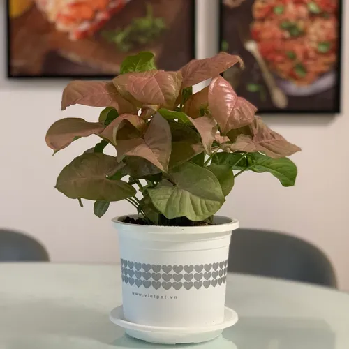 Chậu Nhựa Trắng trồng cây VIETPOT - Tôn vẻ đẹp Sang trọng Cho Không gian nhà bạn!