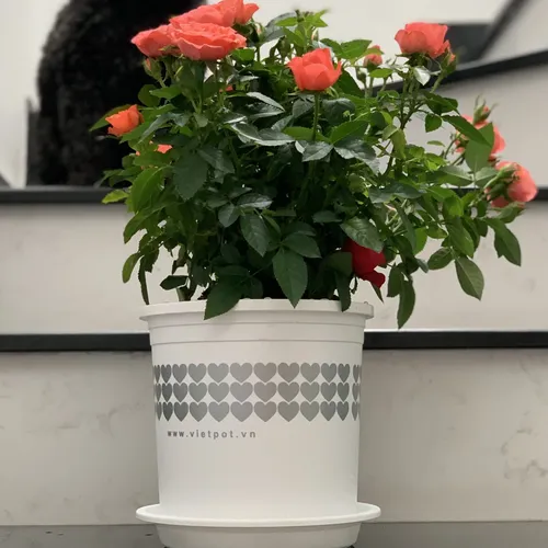 Chậu Nhựa Trắng trồng cây VIETPOT - Tôn vẻ đẹp Sang trọng Cho Không gian nhà bạn!