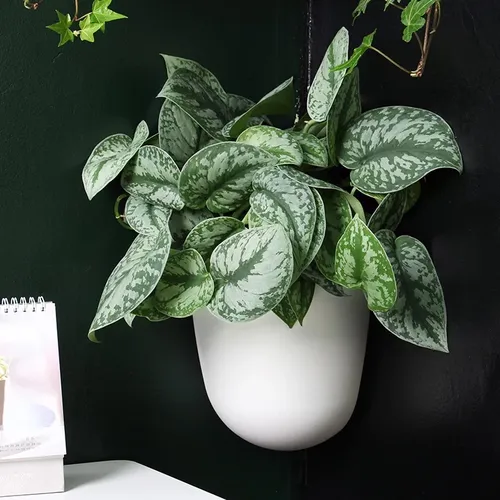 🌻 Chậu Nhựa Treo Tường: Nhẹ Bền, Tiết Kiệm Diện Tích, Trang Trí Cực Xinh.