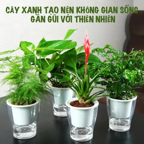 🌿 Chậu Cây Để Bàn Thông Minh – Tự Tưới Nước, Dễ Chăm Sóc.