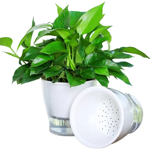 🌿 Chậu Cây Để Bàn Thông Minh – Tự Tưới Nước, Dễ Chăm Sóc.