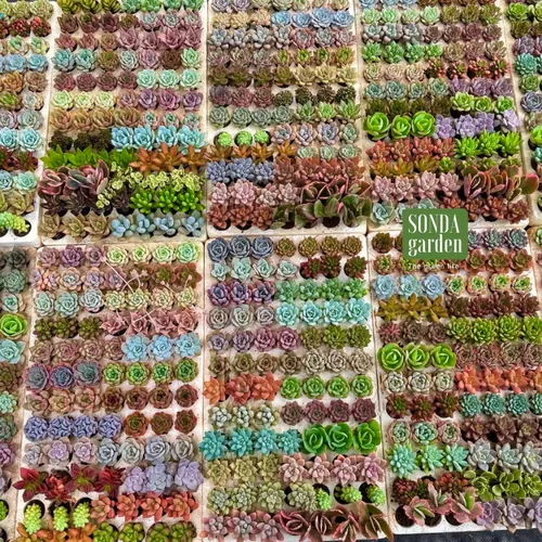 🌵✨Mua Sen Đá Mini Để Bàn | Trang Trí Xinh Xắn, Giá Chỉ Từ 10k.