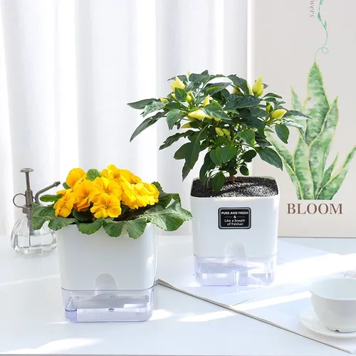 🌿 Chậu Cây Để Bàn Đẹp – Bí Quyết Mang Lại Không Gian Xanh Mát, Thư Giãn.