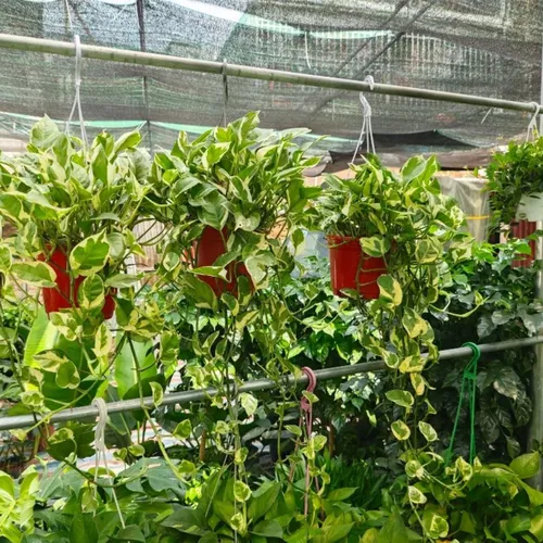 🌸Chậu treo ban công Vạn niên thanh trầu bà rủ: Treo tường siêu xinh!