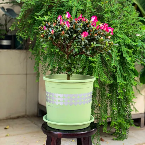 🌿✨Chậu Nhựa Trồng Cây Cảnh Đẹp Mê Ly.