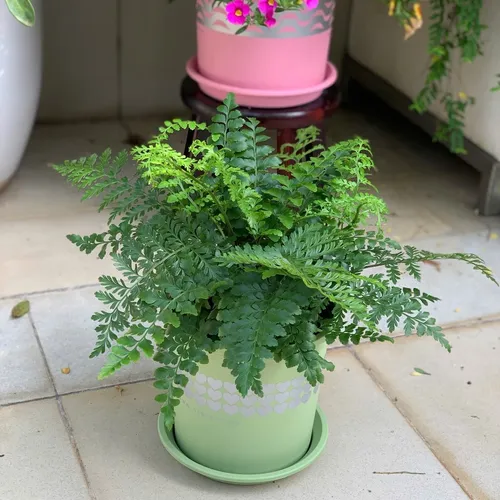 🌿✨Chậu Nhựa Trồng Cây Cảnh Đẹp Mê Ly.