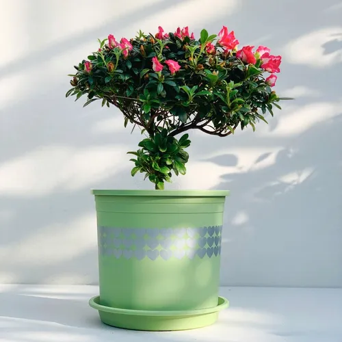 🌿✨Chậu Nhựa Trồng Cây Cảnh Đẹp Mê Ly.