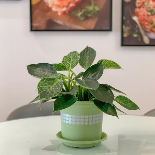 🌿✨Chậu Nhựa Trồng Cây Cảnh Đẹp Mê Ly.