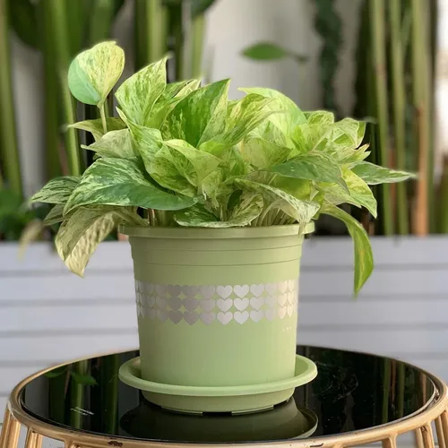 🌿✨Chậu Nhựa Trồng Cây Cảnh Đẹp Mê Ly.