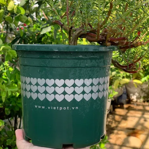 🌸Chậu Nhựa Trồng Hoa Cao Cấp | Nhựa Bền Màu, Thiết Kế Tinh Tế.