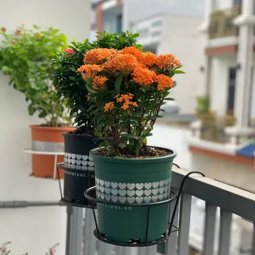 🌸Chậu Nhựa Trồng Hoa Cao Cấp | Nhựa Bền Màu, Thiết Kế Tinh Tế.