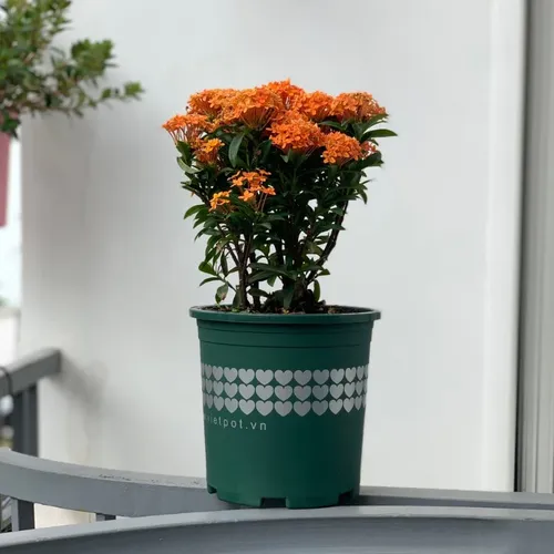 🌸Chậu Nhựa Trồng Hoa Cao Cấp | Nhựa Bền Màu, Thiết Kế Tinh Tế.