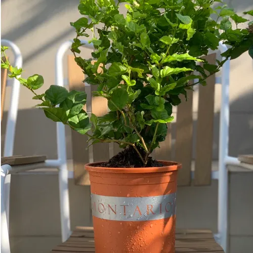 Chậu Cây Cảnh Nhựa VIETPOT, Màu Cam - Đưa Sắc Màu Tươi Mới Vào Không Gian Sống.