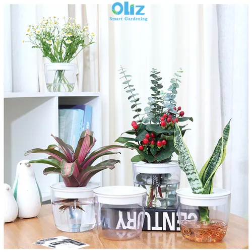 Chậu Cây Thủy Sinh Để Bàn: Phong Thủy May Mắn, Trang Trí Hiện Đại.