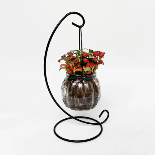 🔥 [HOT] Chậu Thủy Tinh Trồng Cây Mini Để Bàn | Decor Xinh Xắn, Tinh Tế.